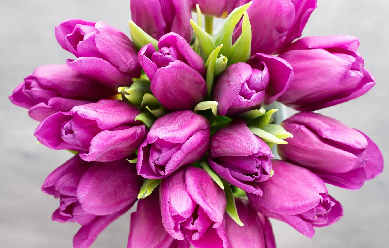 Фото обои цветы, букет, тюльпаны, розовые, fresh, pink, flowers, beautiful