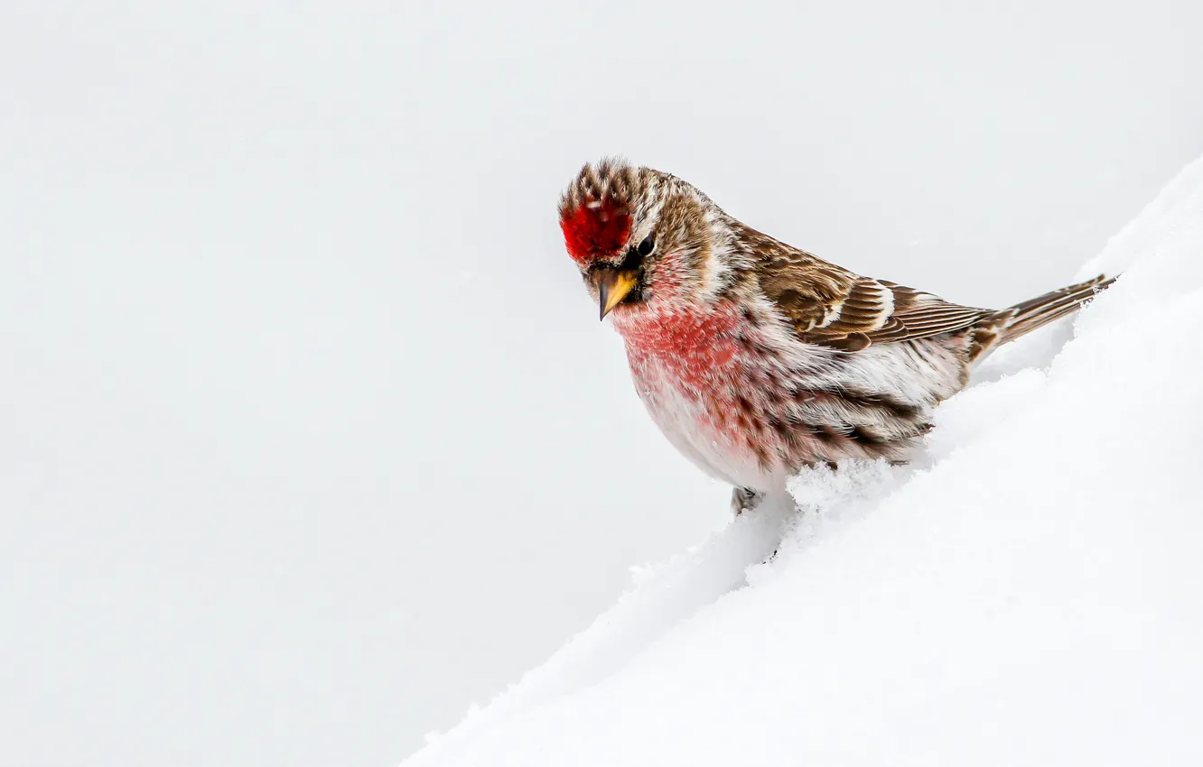 Фото обои снег, птица, чечётка