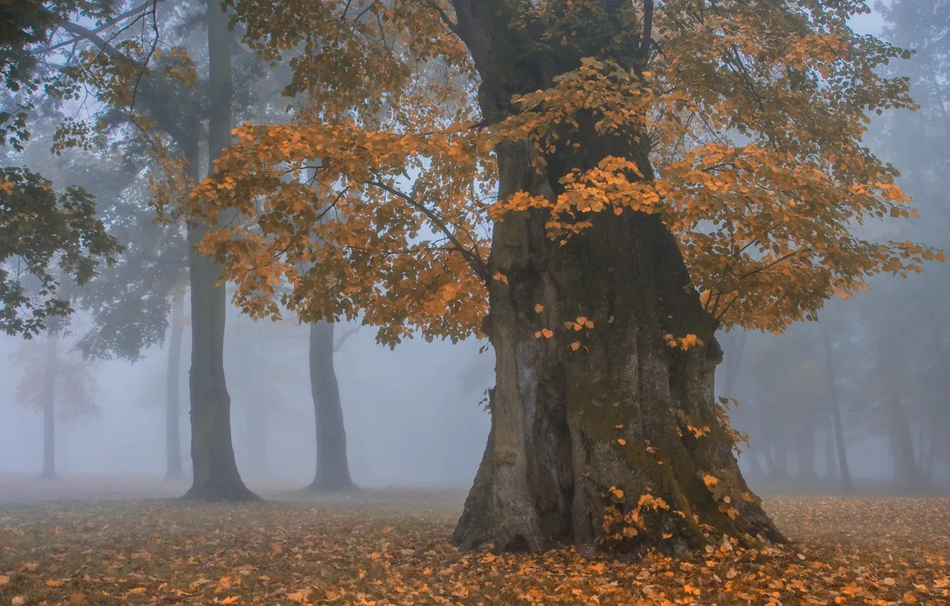 Фото обои осень, лес, деревья, туман, парк, дерево, ветви, листва