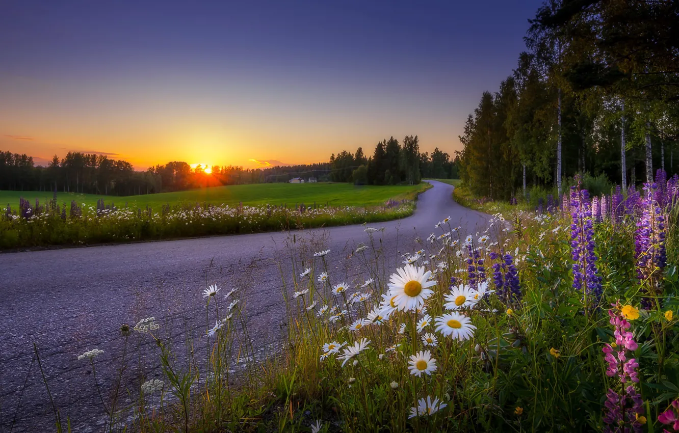 Фото обои дорога, закат, цветы