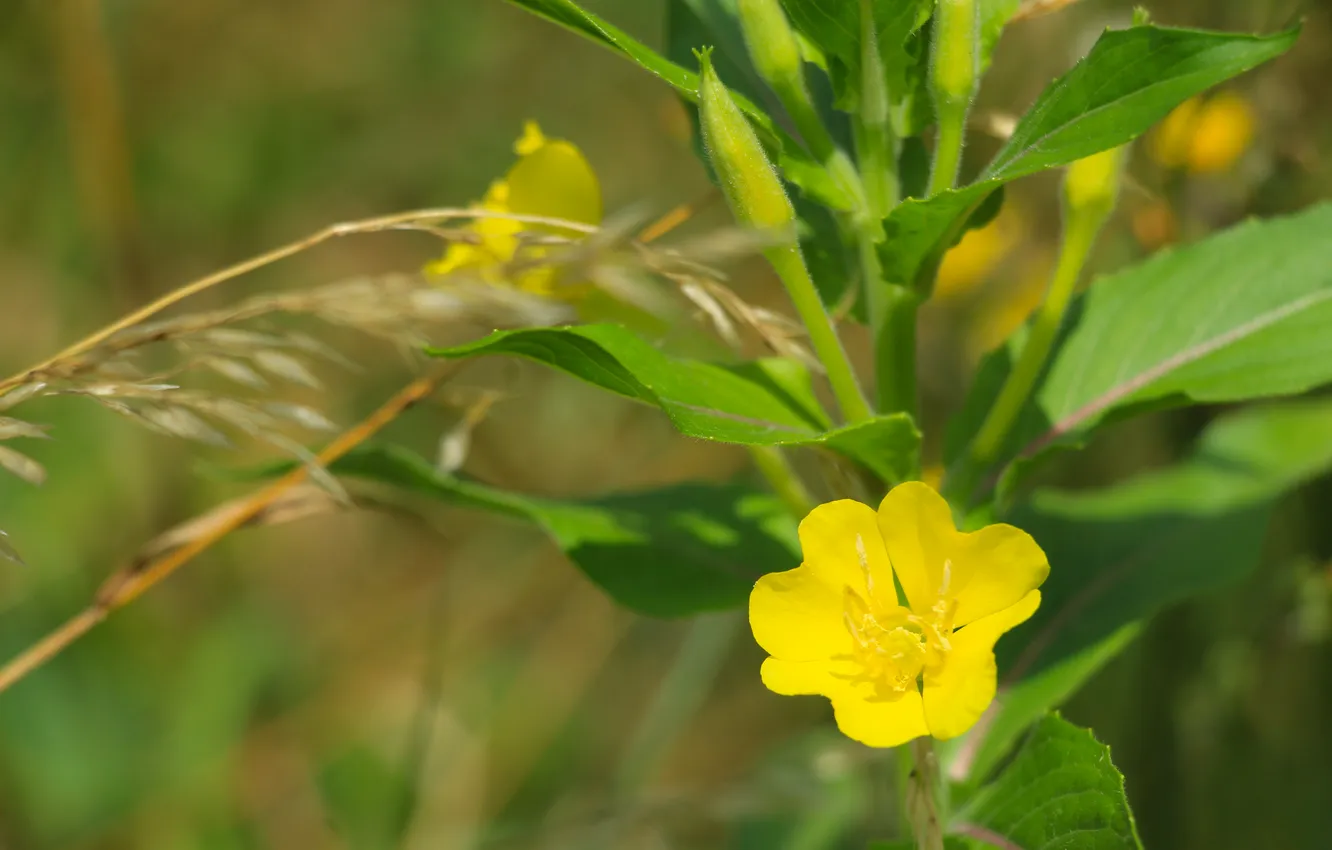 Фото обои flower, yellow, meadow