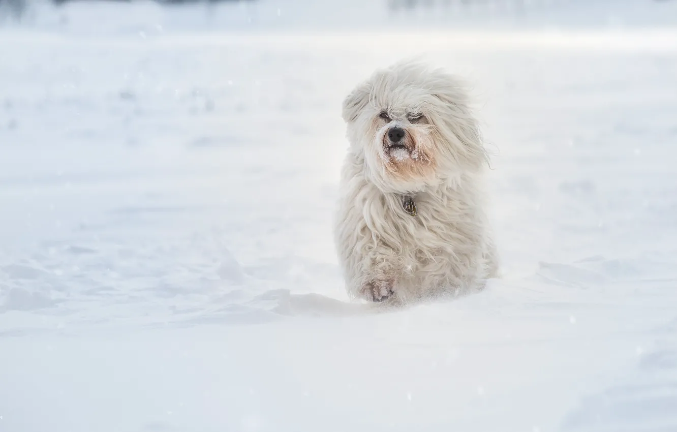 Фото обои зима, снег, собака, Гаванский бишон