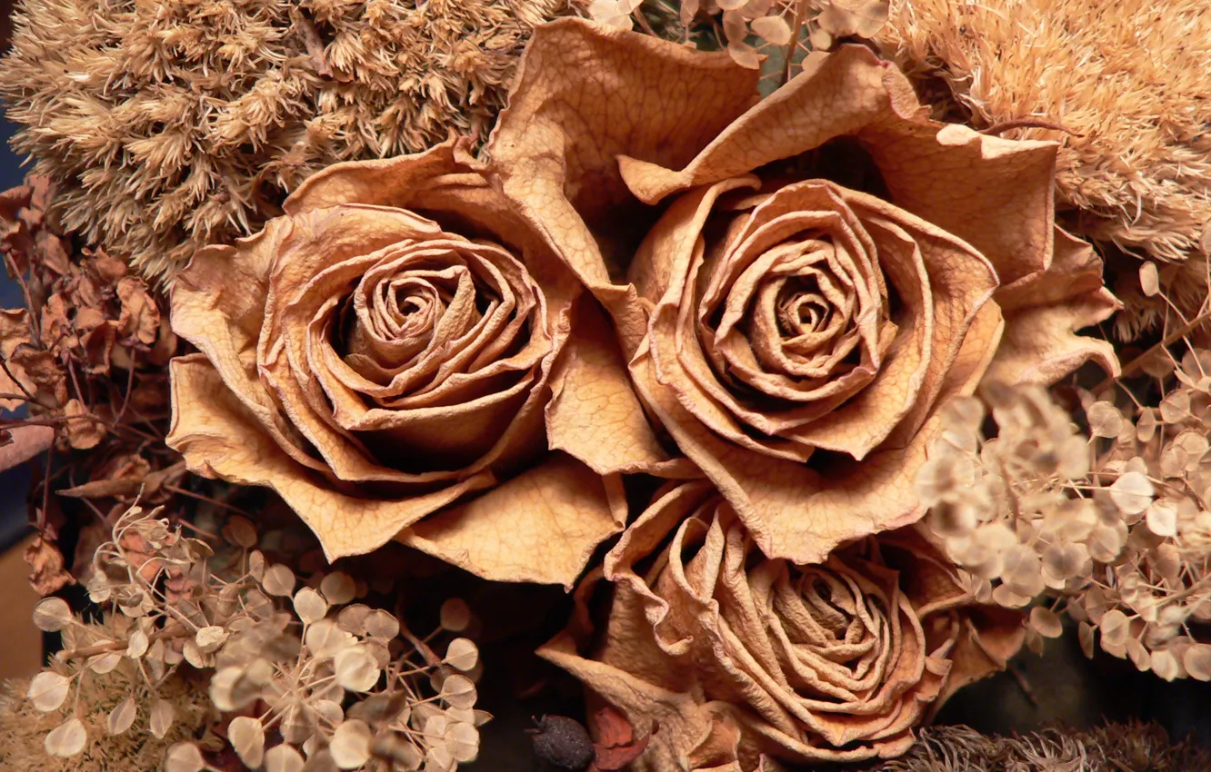 Фото обои Розы, Roses, гербарий, Herbarium
