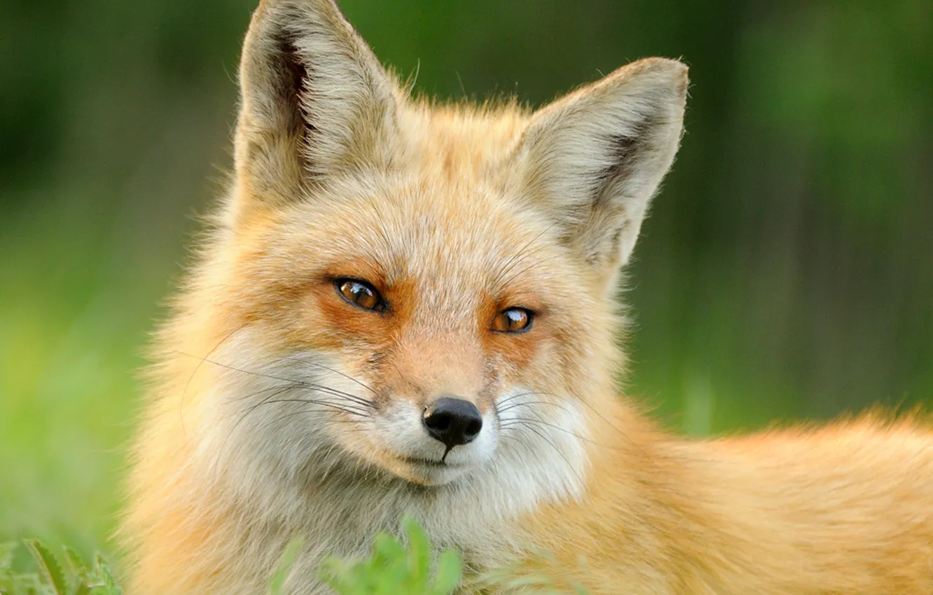 Фото обои лето, трава, морда, животное, шерсть, лиса, рыжая, fox