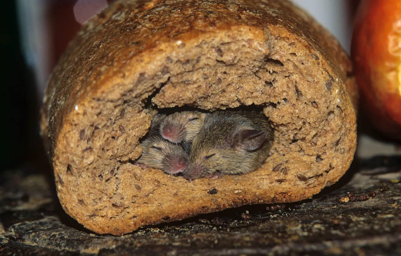 Фото обои нора, хлеб, мыши