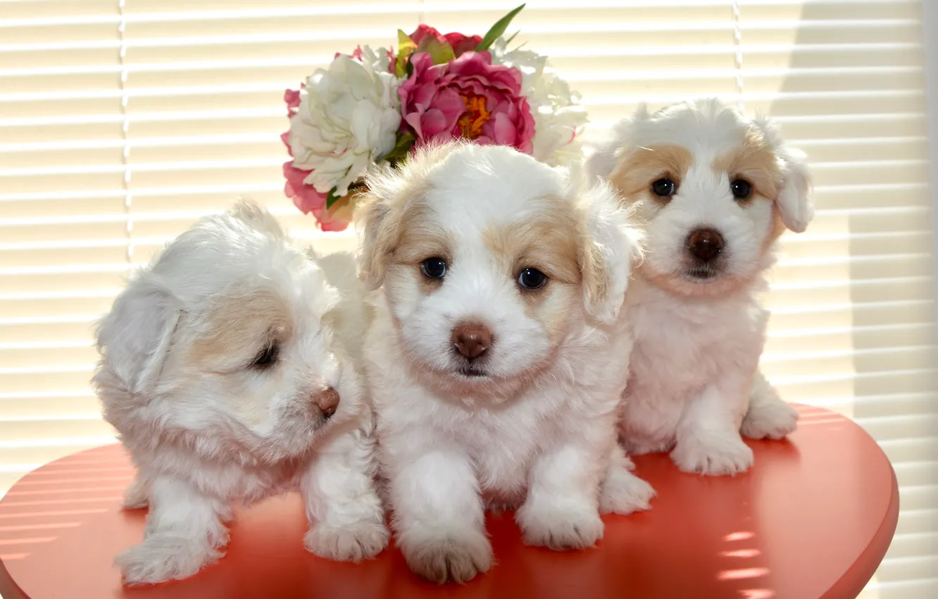 Фото обои собаки, цветы, фон, букет, окно, щенки, маленькие, щенок