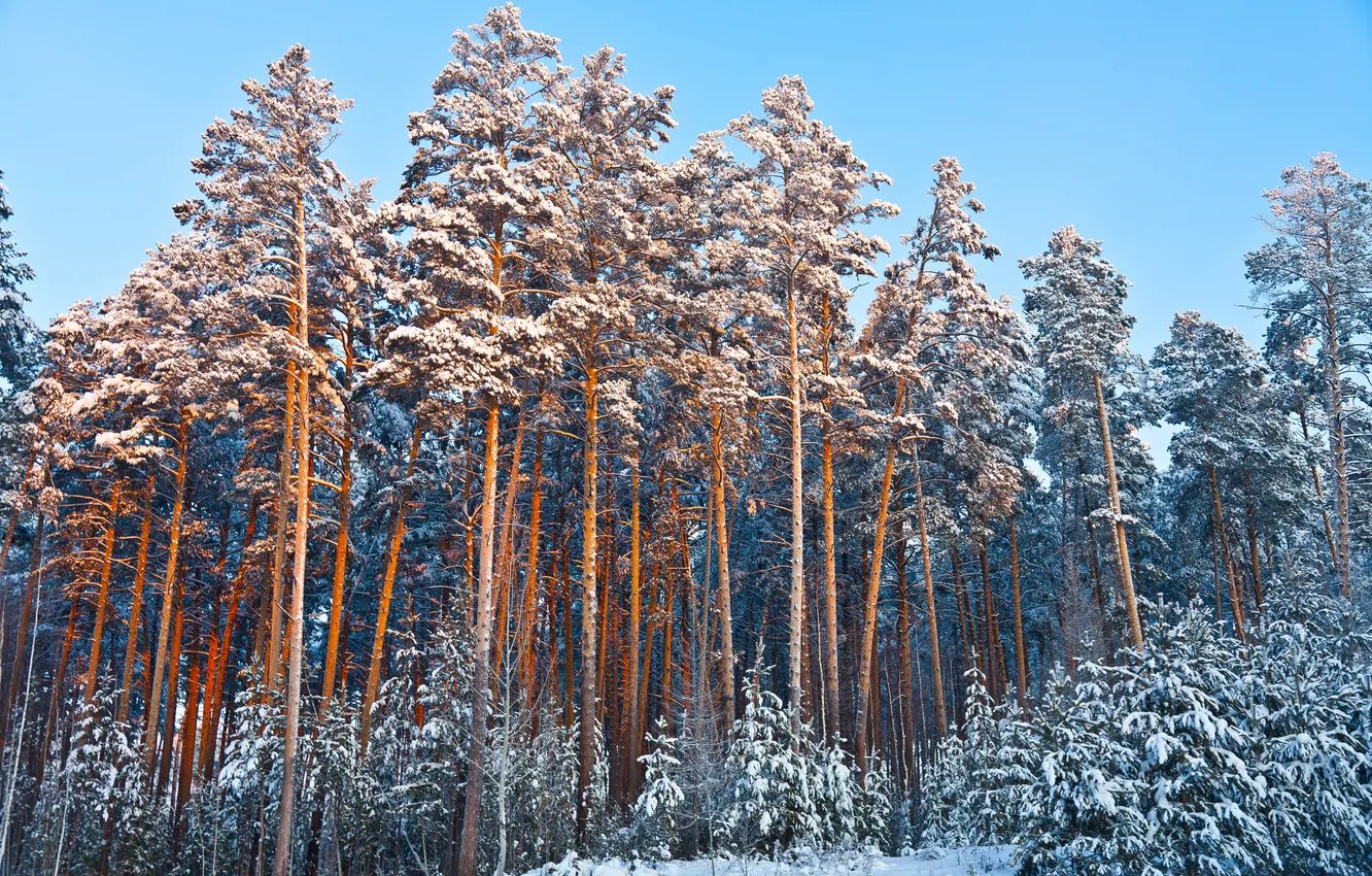 Фото обои зима, лес, небо, снег, елки, сосны