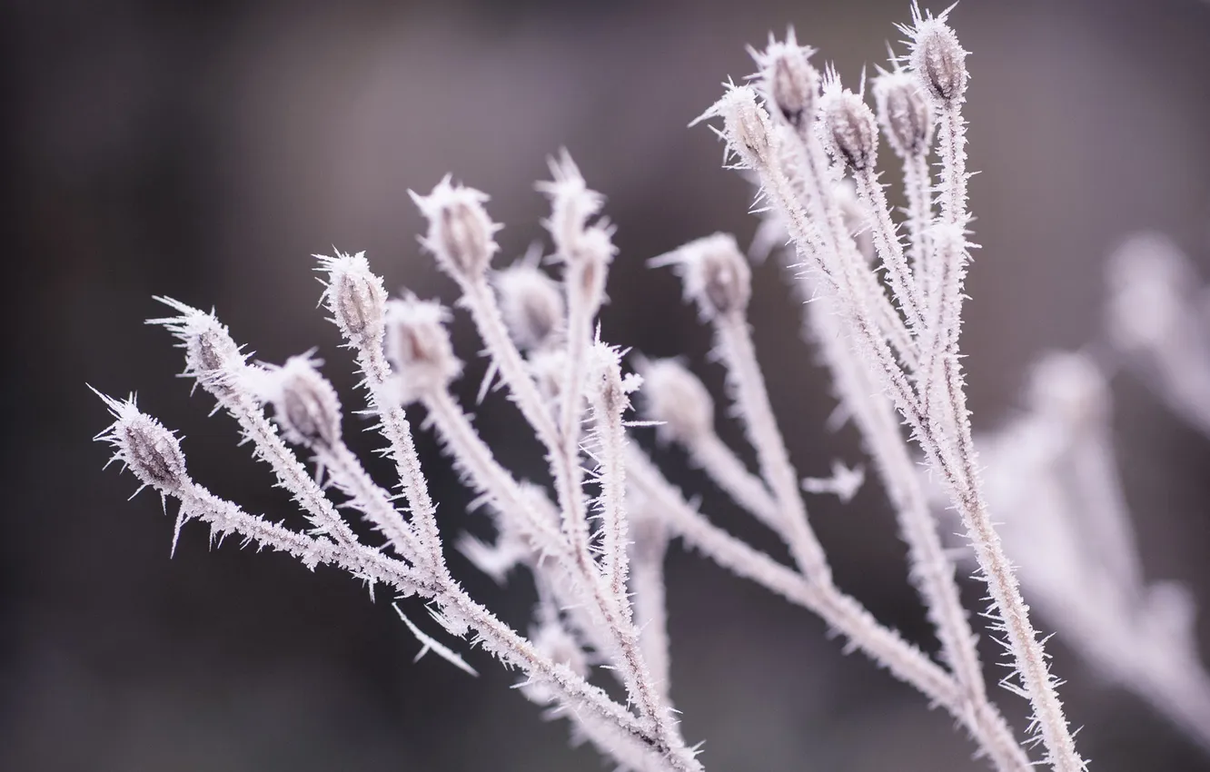 Фото обои холод, зима, иней, трава, снег, сухая, веточки