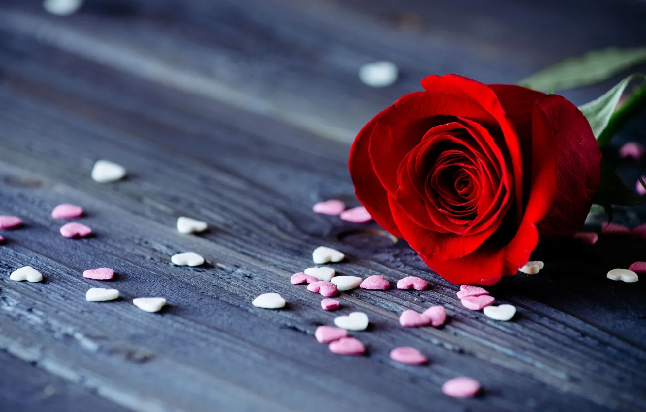 Фото обои цветок, цветы, фон, widescreen, обои, романтика, роза, лепестки