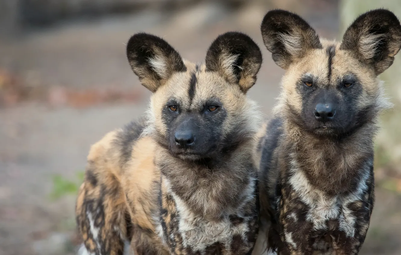 Фото обои взгляд, морда, фон, две, портрет, собака, пара, щенок