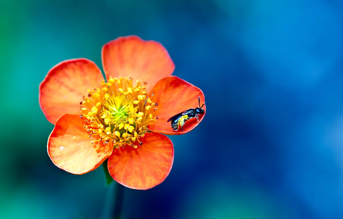 Фото обои цветок, макро, краски, оса, colors, лепестки, насекомое, flower