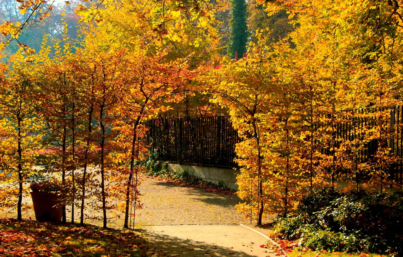 Фото обои park, autumn, tree, alley, fall