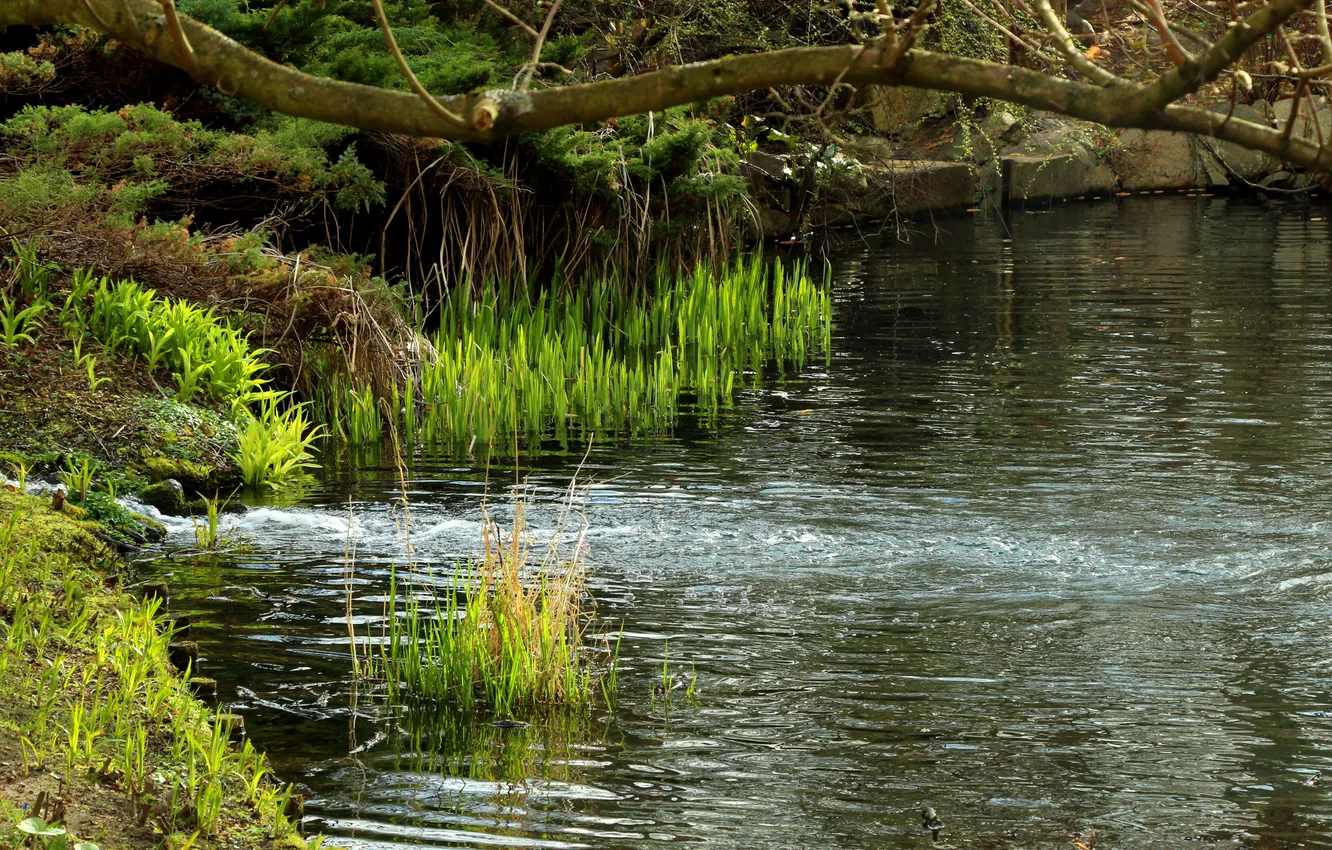 Фото обои water, lake, pond