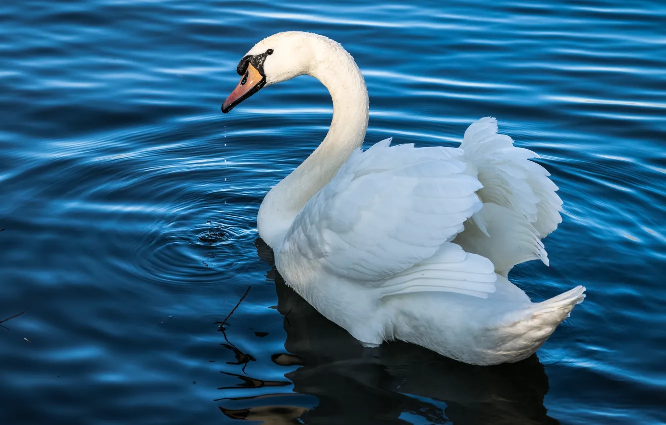 Фото обои белый, вода, капли, свет, озеро, пруд, птица, крылья