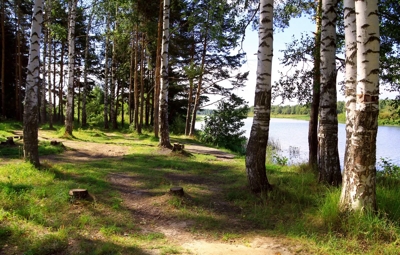 Фото обои деревья, природа, река, фото, березы, Россия, Ярославль, Солоница