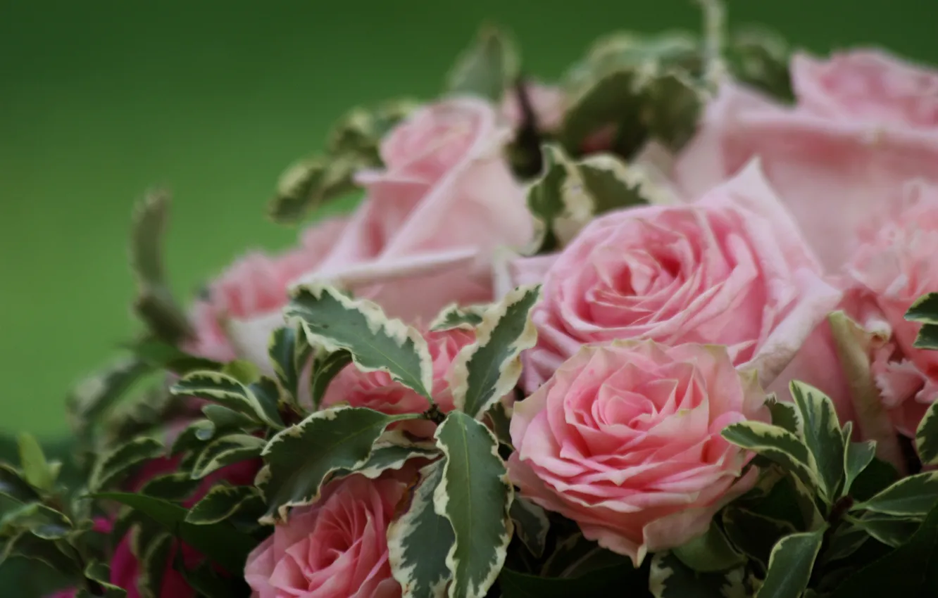 Фото обои макро, розы, букет, розовые