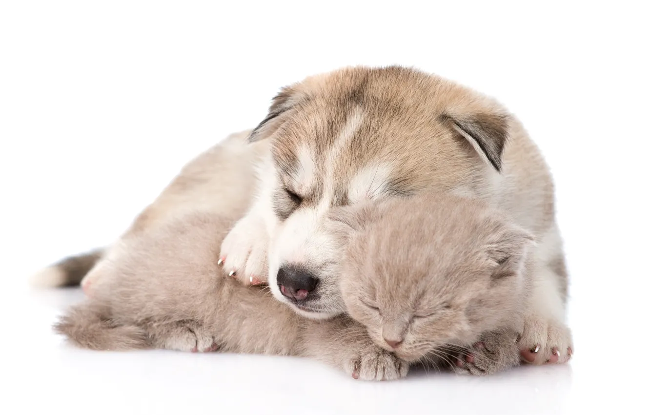 Фото обои котенок, щенок, друзья, хаски, спят