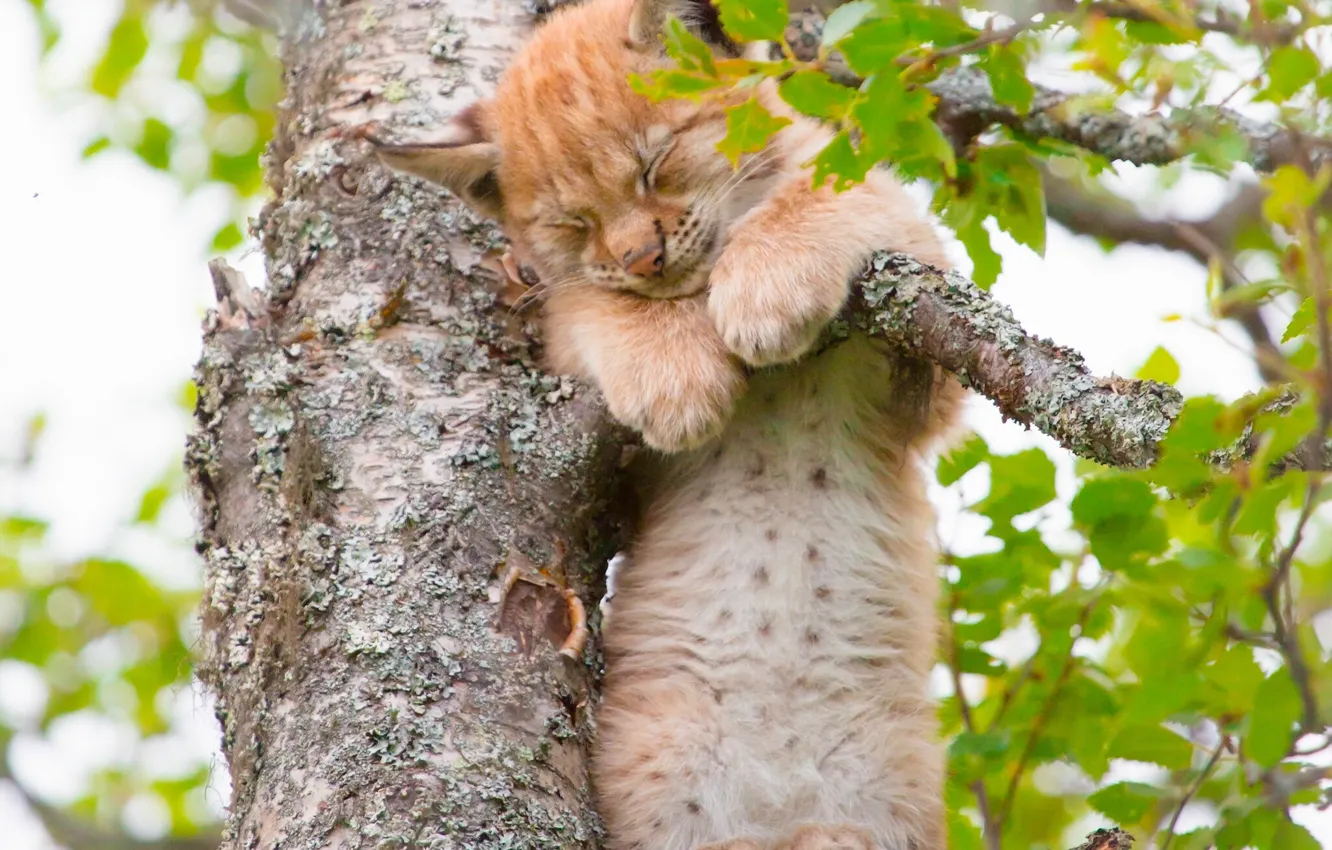 Фото обои дерево, сон, малыш, детёныш, котёнок, рысь, на дереве, спящий