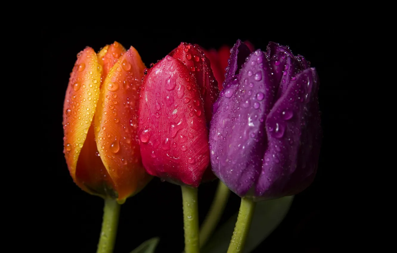 Фото обои фиолетовый, капли, макро, оранжевый, красный, цвет, ярко, три тюльпана