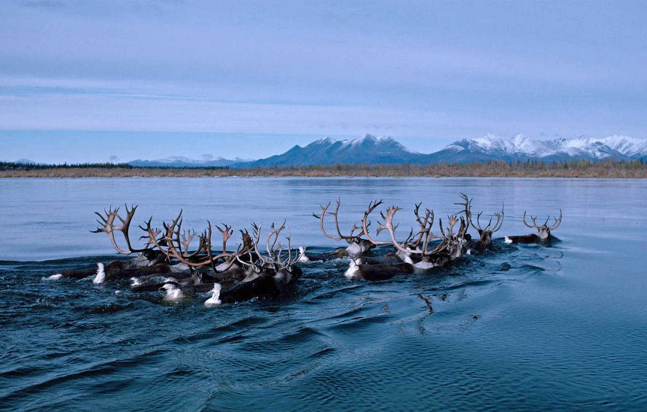 Фото обои река, Аляска, северный олень, миграция