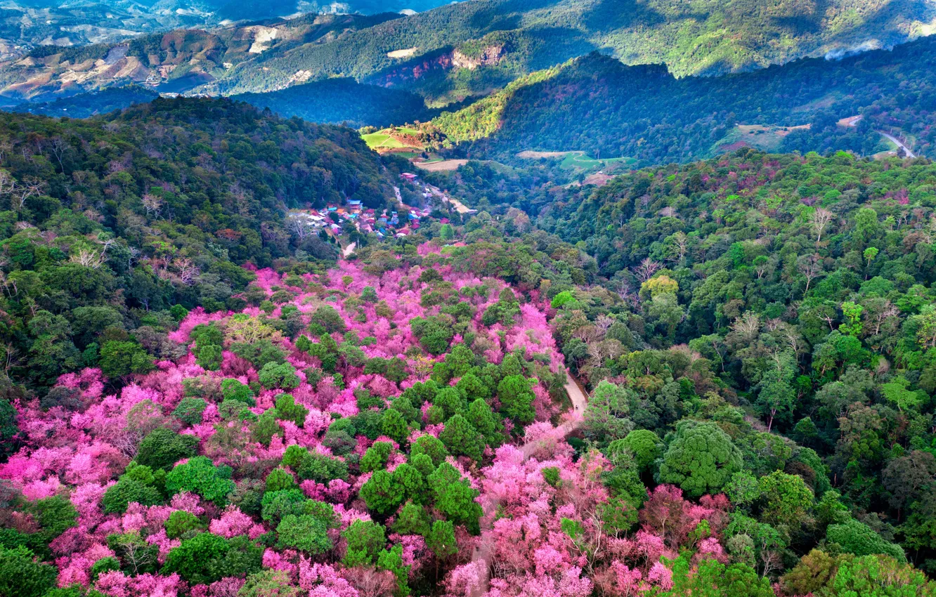 Фото обои лес, деревья, весна, Азия, цветение, вид с высоты