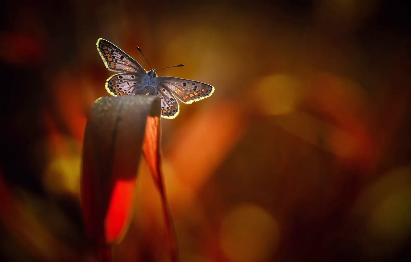 Фото обои природа, фон, бабочка