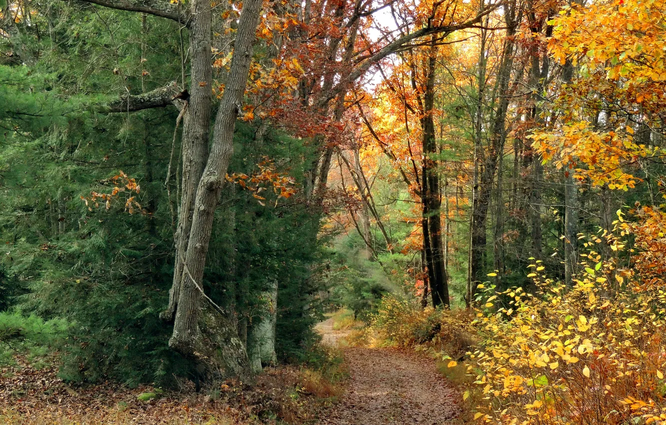 Фото обои дорога, осень, лес, листья, деревья, тропинка