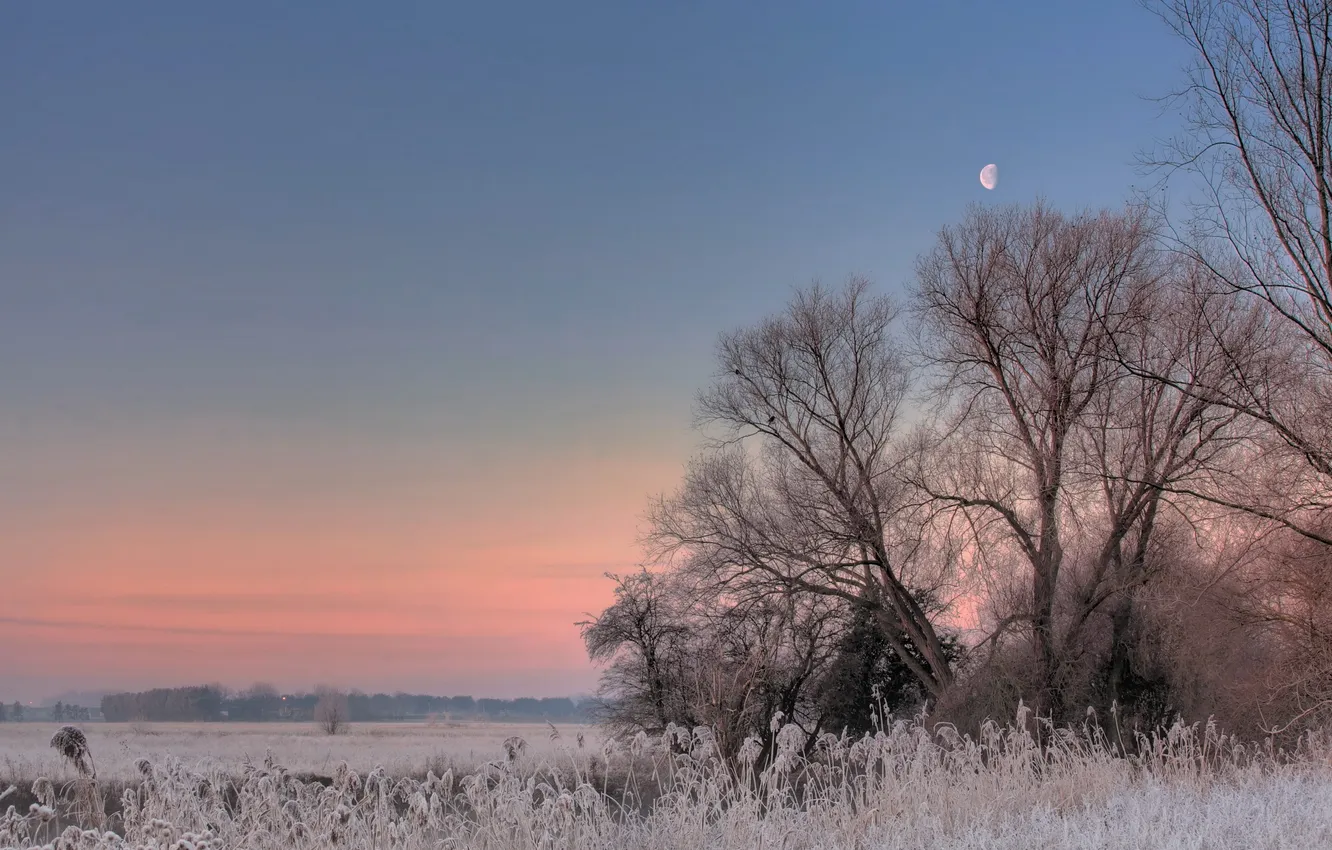 Фото обои иней, поле, деревья, закат, Луна