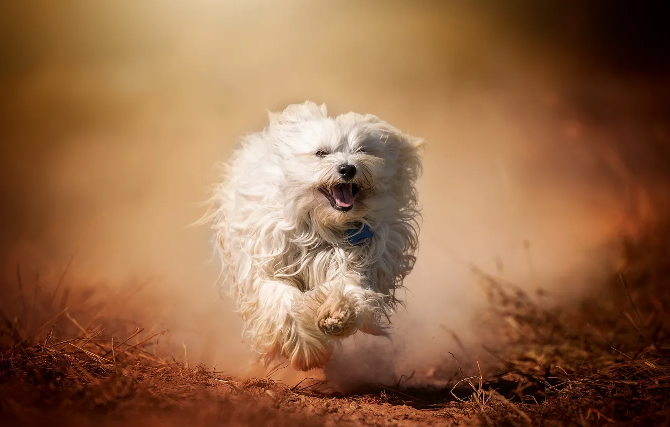 Фото обои друг, собака, бег