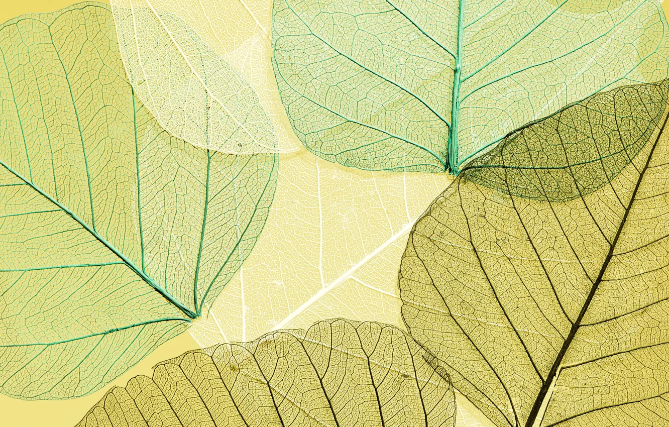 Фото обои листья, фон, green, colorful, abstract, texture, background, autumn