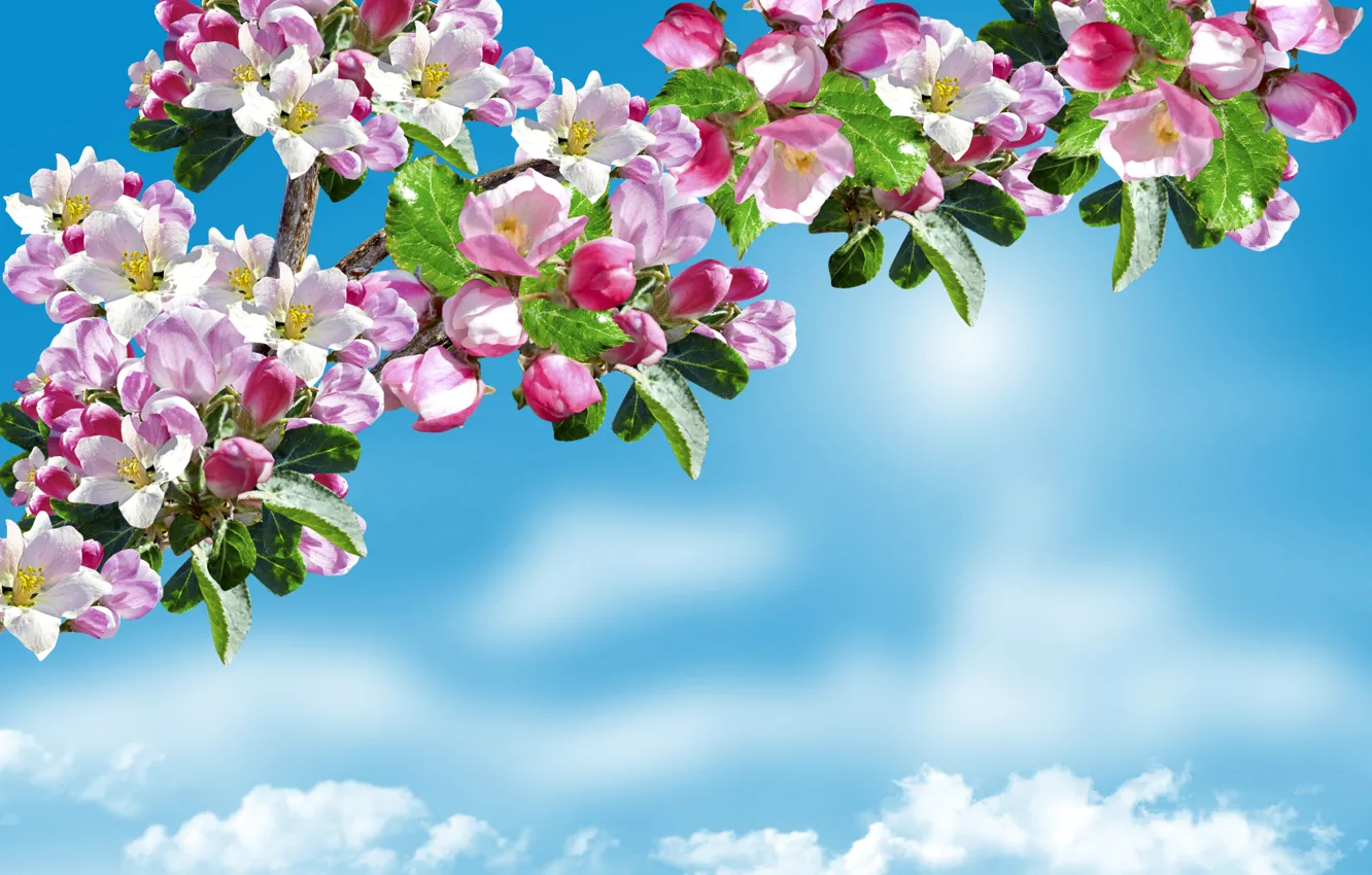 Фото обои весна, Sky, яблоня, цветение, trees, Flowering