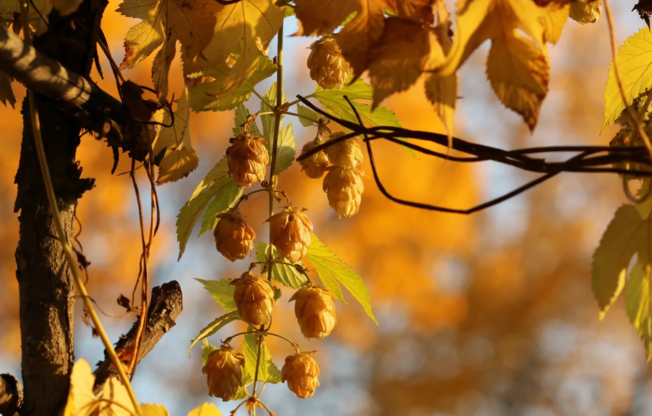 Фото обои осень, природа, Golden Hops