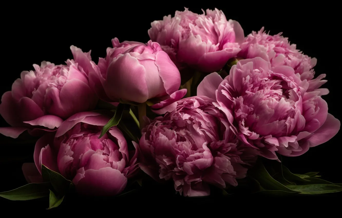 Фото обои цветы, темный фон, букет, весна, розовые, пионы, ИИ-арт, нейросеть