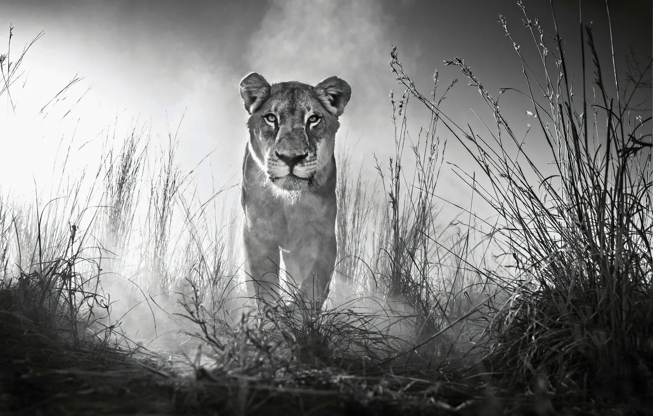 Фото обои animal, big cat, liones