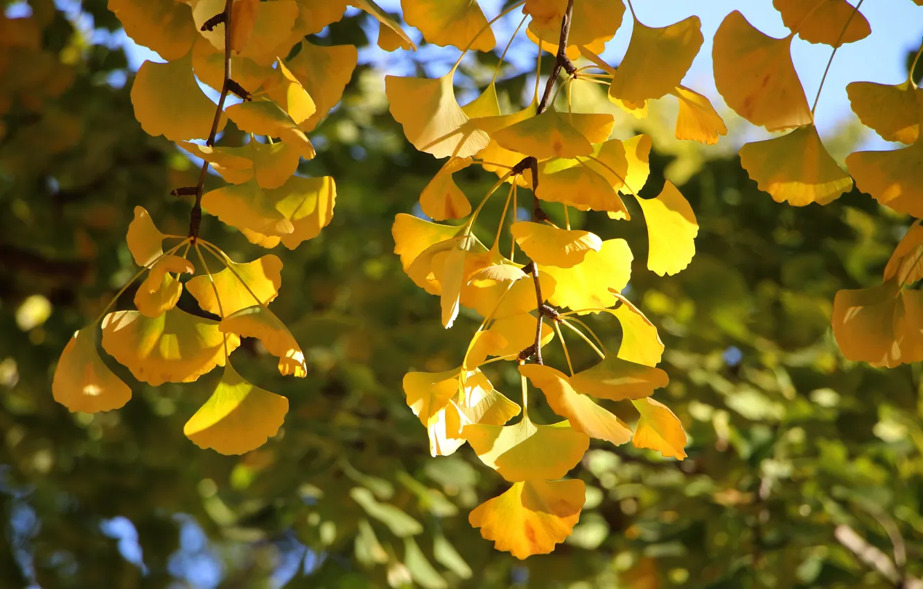 Фото обои осень, листья, свет, деревья, ветки, листва, желтые, боке