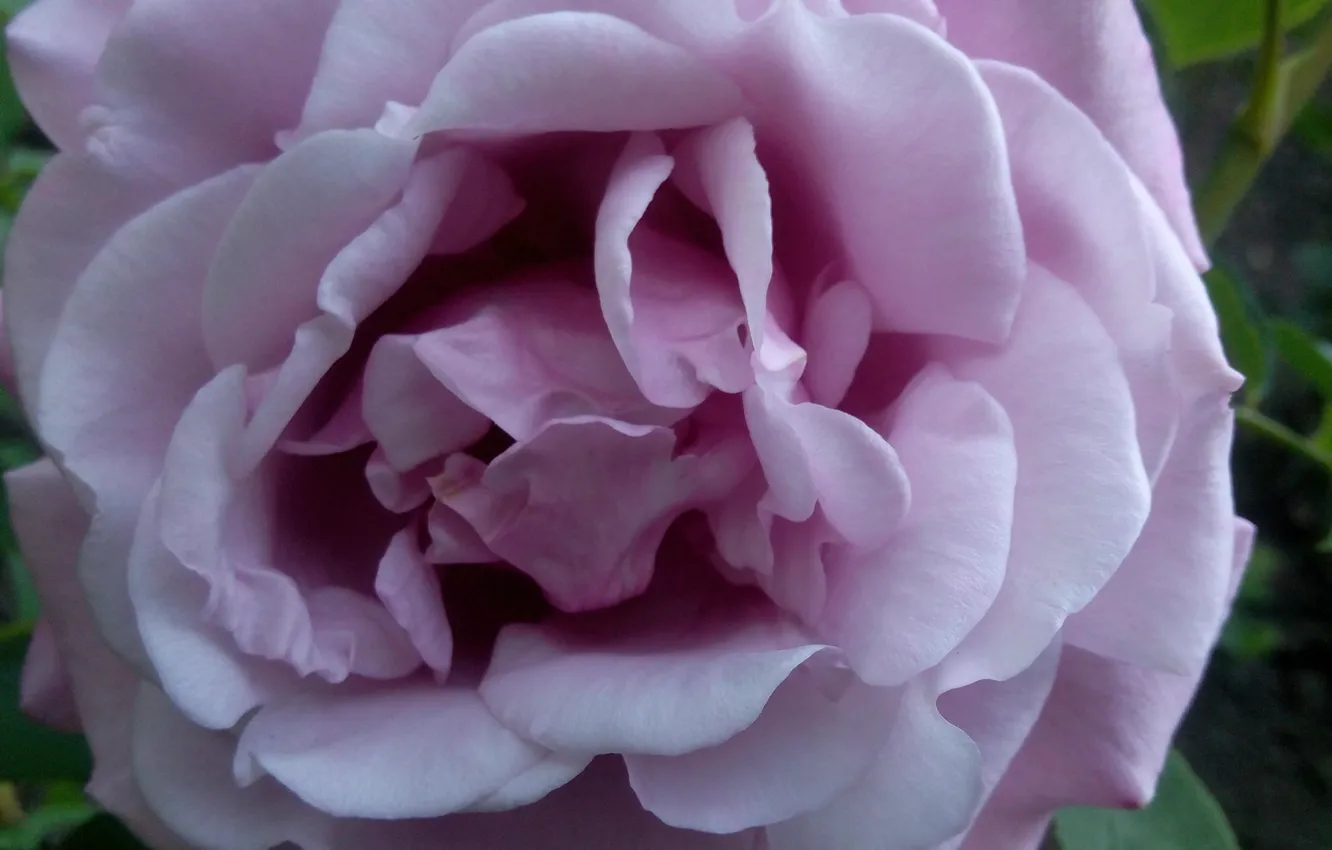 Фото обои роза, Цветы, фиолетовая