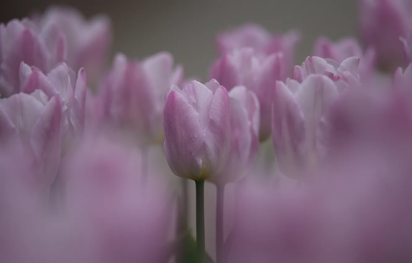 Фото обои природа, тюльпан, весна, боке, капелька росы