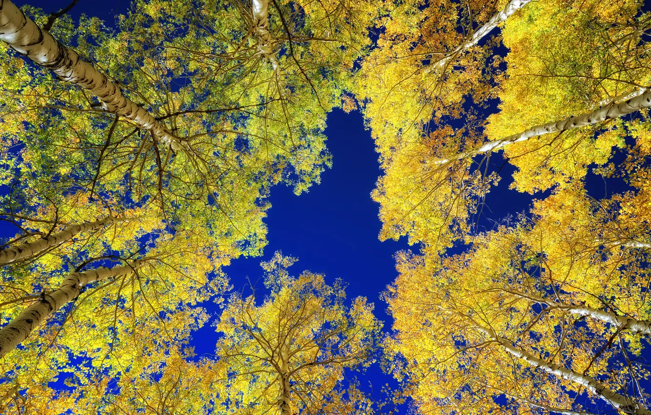 Фото обои осень, небо, деревья, березы