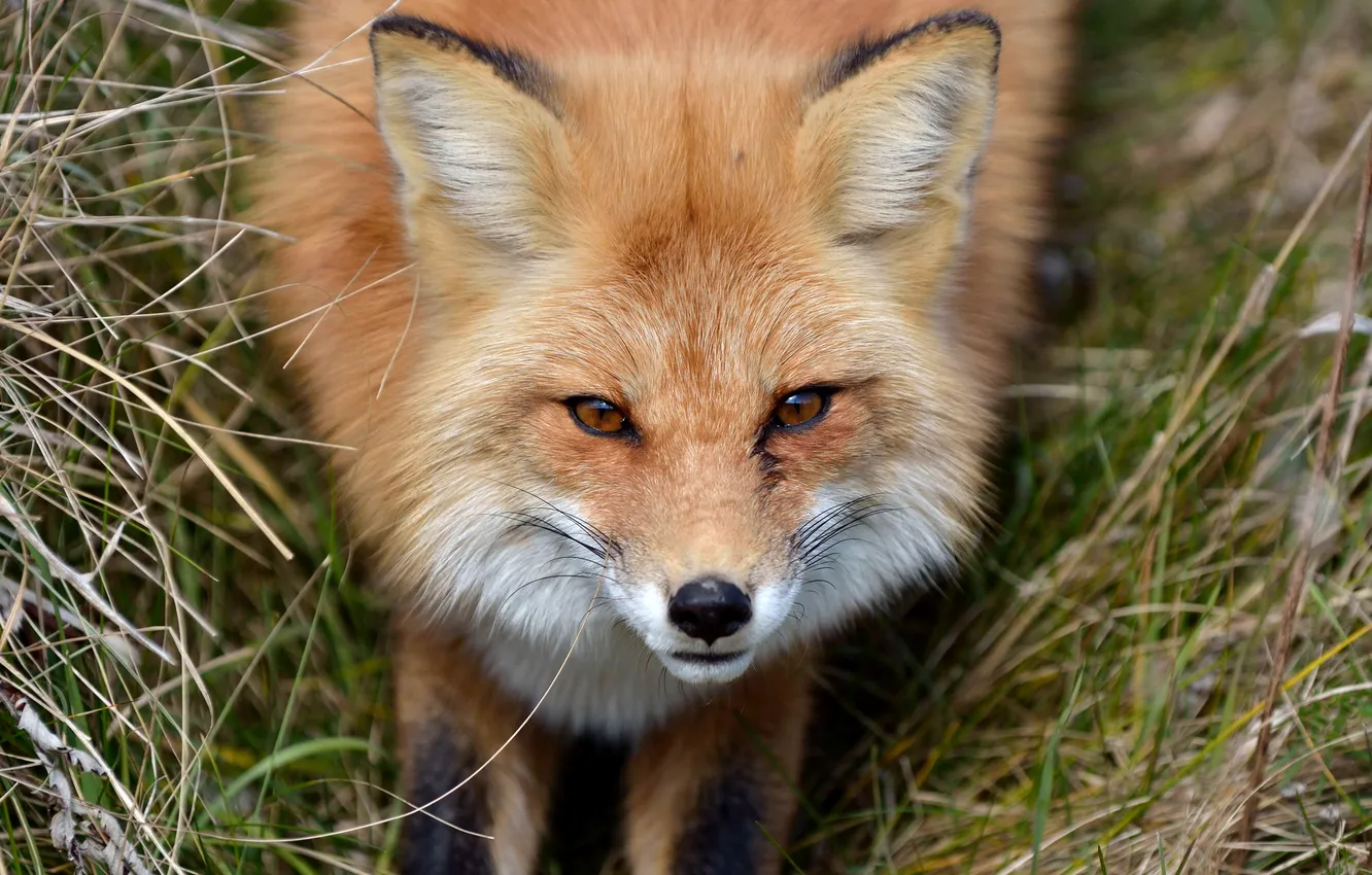 Фото обои взгляд, морда, лиса, лисица