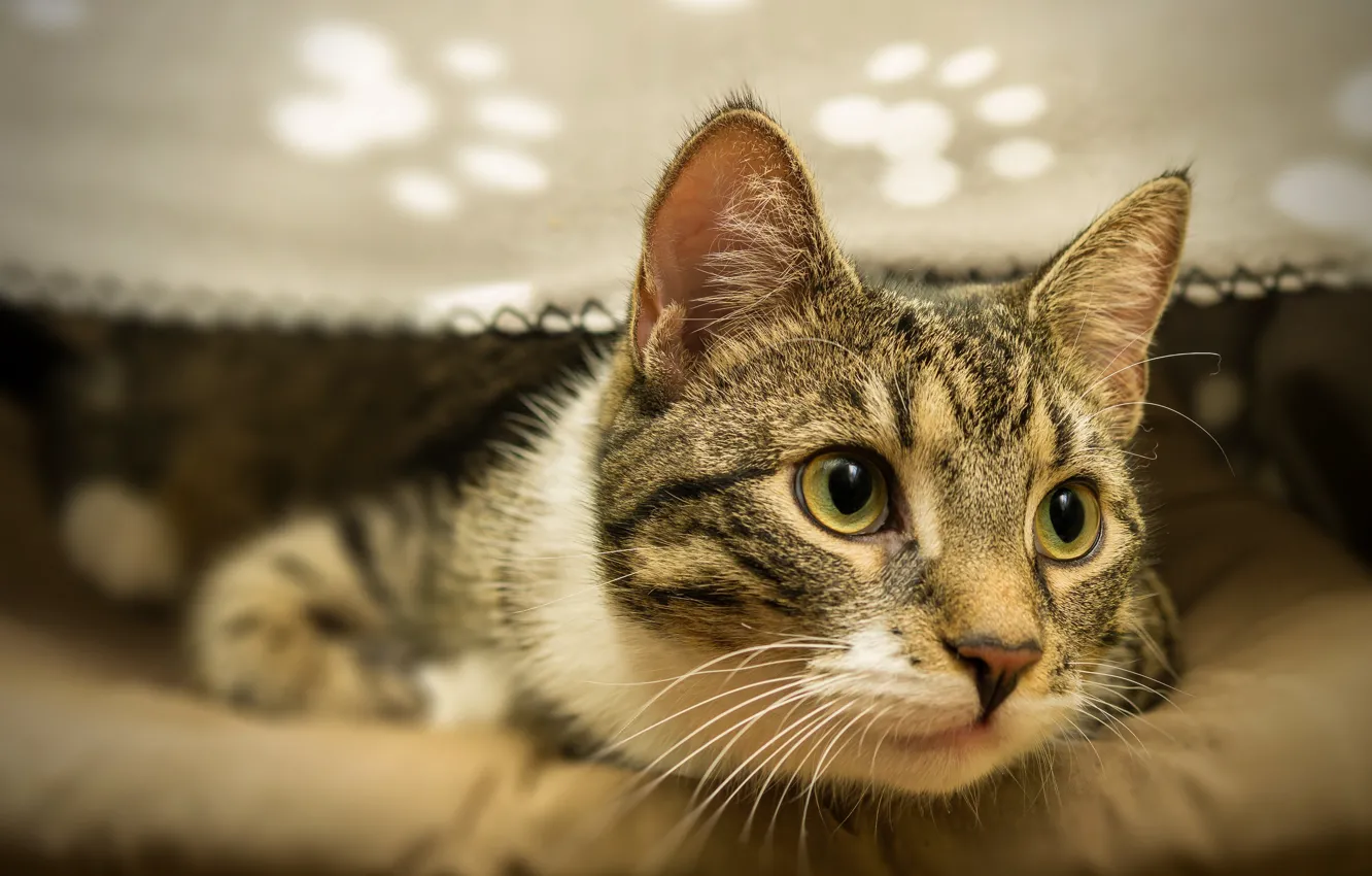 Фото обои кошка, кот, взгляд, морда, следы, лежит, плед