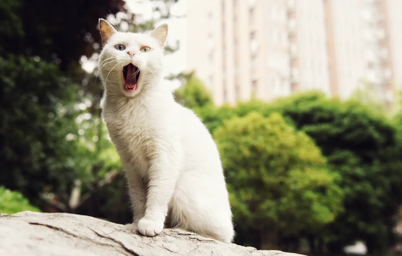Фото обои белый, кот, кошак, зевает