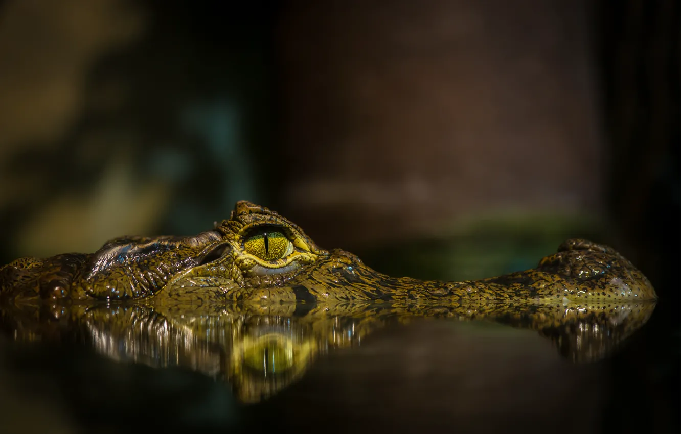 Фото обои морда, вода, глаз, пруд, крокодил