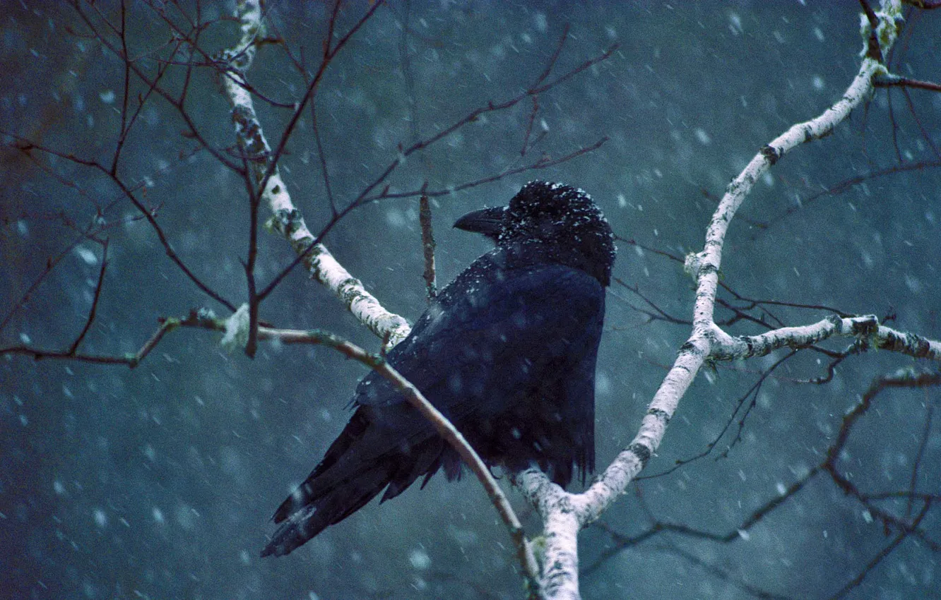 Фото обои снег, птица, ветка, ворон