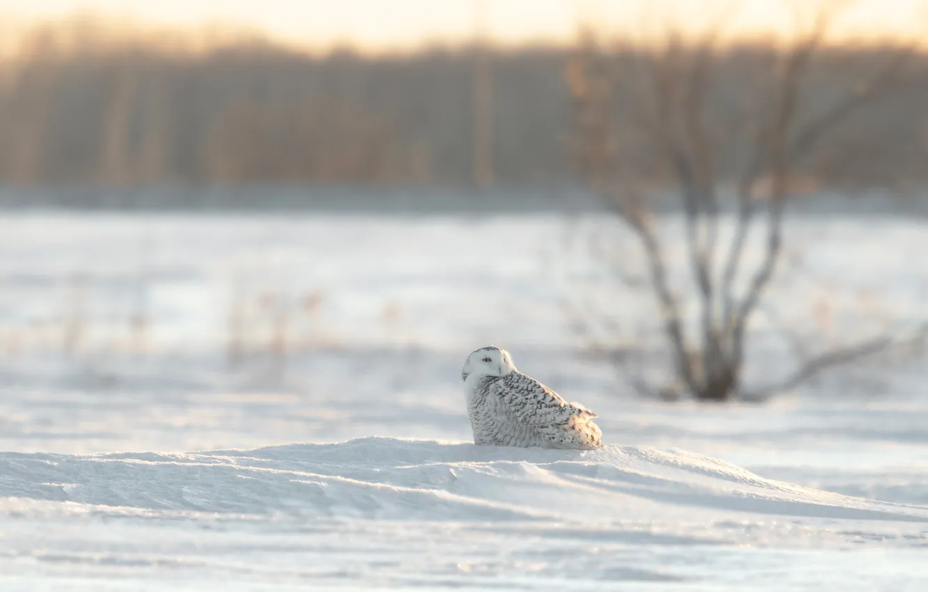 Фото обои зима, снег, деревья, природа, сова, птица, полярная