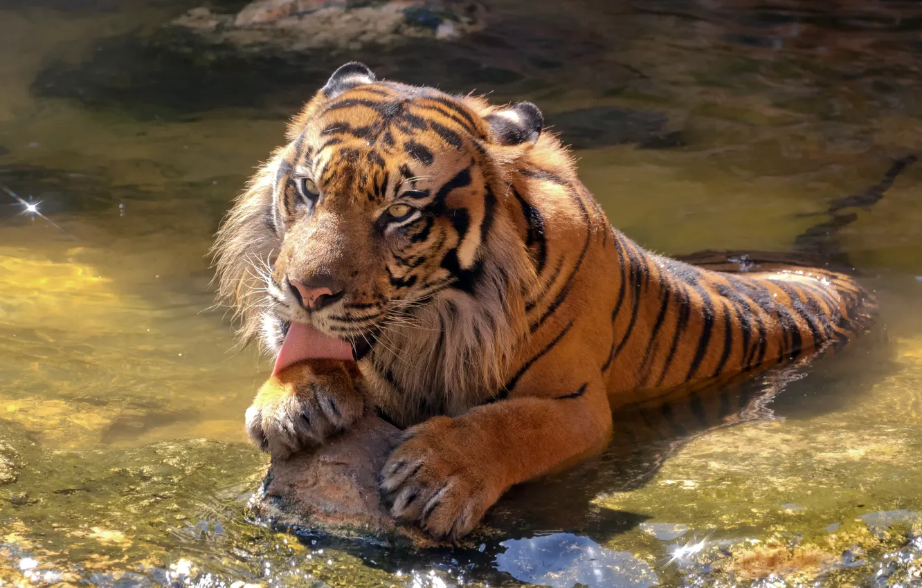 Фото обои язык, кошка, вода, тигр, камень, купание, суматранский