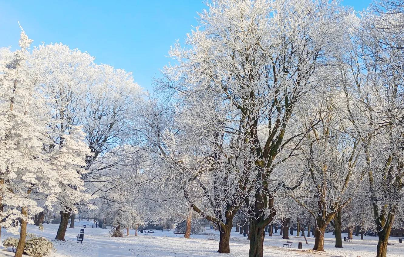 Фото обои white, forest, snow, tree, frost