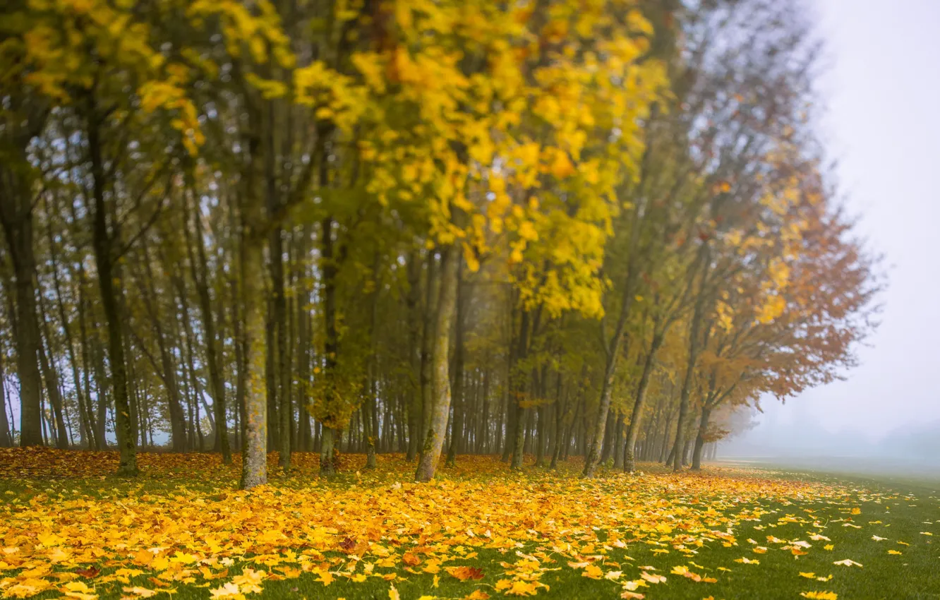Фото обои листья, деревья, туман