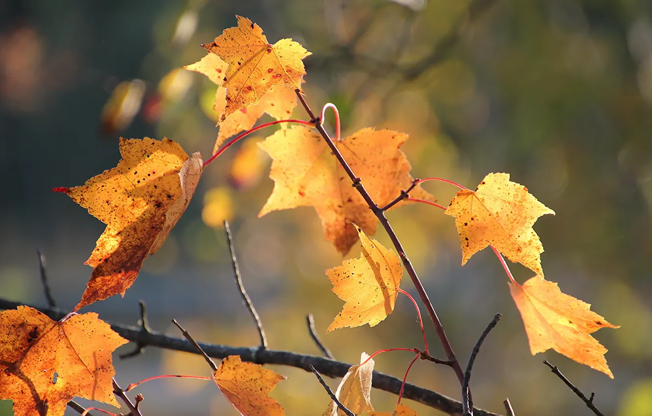 Фото обои осень, листья, макро, природа