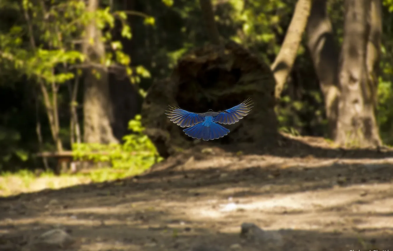 Фото обои лес, птица, синяя, в полете, Shehzad Sheikn
