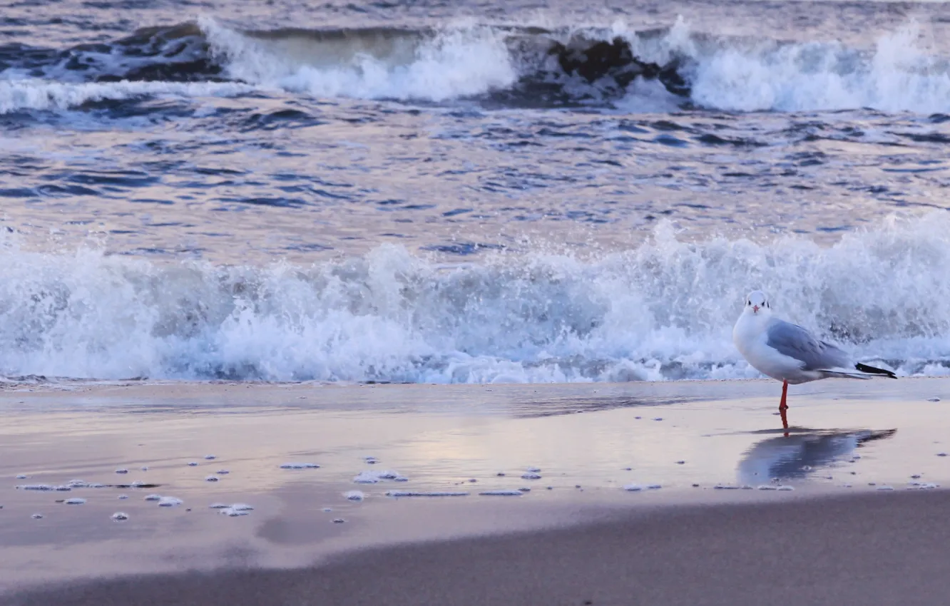 Фото обои beach, sea, ocean, bird, seagull